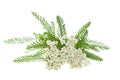 White yarrow Royalty Free Stock Photo