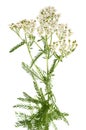 White yarrow Royalty Free Stock Photo