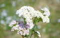 White yarrow flowers in summer on the meadow Royalty Free Stock Photo