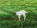 White yeanling in the grass. Little goat at the farm Royalty Free Stock Photo