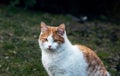 White and yellow adult domestic cat sitting in grass and looking straight Royalty Free Stock Photo