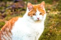 White and yellow adult domestic cat sitting in grass and looking straight Royalty Free Stock Photo