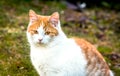 White and yellow adult domestic cat sitting in grass and looking straight Royalty Free Stock Photo