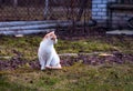 White and yellow adult domestic cat sitting in grass and looking to the right side Royalty Free Stock Photo