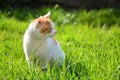 White and yellow adult domestic cat sitting in grass and looking to the right side Royalty Free Stock Photo