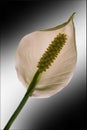 white yellow Anthurium Spatifillum