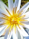 White and yellow aquatic flower