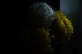 A white and yellow asters on a black background