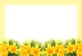 White and yellow background with watercolour yellow narcissus, spring flowers, hand drawn sketch, romantic