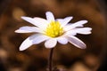 White and yellow balcanic anemone brown background