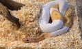 White and yellow Ball Python, royal snake reptile animal