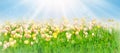 White and yellow beautiful tulips field in spring time with sun rays and bokeh. Royalty Free Stock Photo