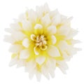 White and yellow bi-color dahlia flower bloom isolated on white Royalty Free Stock Photo