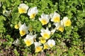 White and yellow bicolor Wild pansy or Viola tricolor small wild flowers with yellow center densely planted in local garden Royalty Free Stock Photo