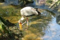 White yellow-billed stork on water background in Florida, America 