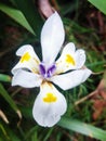 A white yellow blue orchid.Six slices