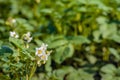 White and yellow budding and blossoming potato plants from close Royalty Free Stock Photo