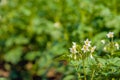 White and yellow budding and blossoming potato plants from close Royalty Free Stock Photo