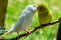 White and yellow Budgies Kissing