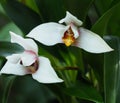 White, Yellow And Burgundy Orchid In Bloom