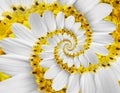 White yellow camomile daisy cosmos kosmeya flower spiral abstract fractal effect pattern background. White flower spiral abstract Royalty Free Stock Photo