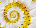 White yellow camomile daisy cosmos kosmeya flower spiral abstract fractal effect pattern background. White flower spiral abstract.