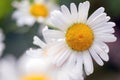 White and yellow camomile flowers at sunny summer day. Macro, close up