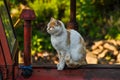 White yellow cat sits on a red tractor in nature.Domestic animal.Outdoor