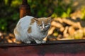 White yellow cat sits on a red tractor in nature.Domestic animal.Outdoor