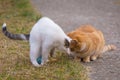 White and yellow cats playing with blue ball on the grass Royalty Free Stock Photo
