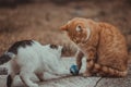 White and yellow cats playing with blue ball on the grass Royalty Free Stock Photo