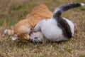 White and yellow cats playing with blue ball on the grass Royalty Free Stock Photo