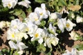 White with yellow center bicolor Wild pansy or Viola tricolor small wild flowers with bright petals densely planted in local Royalty Free Stock Photo