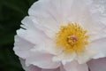 White with yellow center Peony