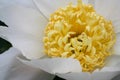 White with yellow center Peony