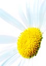 White and yellow chamomile flower or daisy Royalty Free Stock Photo