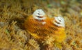 White and Yellow Christmas Tree Worm Royalty Free Stock Photo