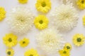 White and yellow chrysantemum flower, dahlia flat lay photo. Autumn flowers