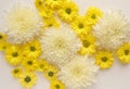 White and yellow chrysantemum flower, dahlia flat lay photo. Autumn flowers