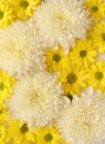 White and yellow chrysantemum flower, dahlia flat lay photo. Autumn flowers