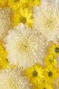 White and yellow chrysantemum flower, dahlia flat lay photo. Autumn flowers