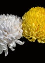 White and Yellow chrysanthemums on black background Royalty Free Stock Photo