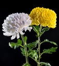 White and Yellow chrysanthemums on black background Royalty Free Stock Photo