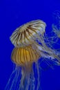 White and yellow Chrysaora jelly fish swimming under water with blue background Royalty Free Stock Photo