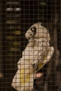 White and yellow cockatoo locked in cage Royalty Free Stock Photo