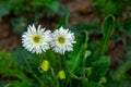 White-yellow color gerbera flower on green nature background Royalty Free Stock Photo