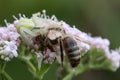 white and yellow colored crabspider with a bee as prey Royalty Free Stock Photo