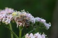 white and yellow colored crabspider with a bee as prey Royalty Free Stock Photo