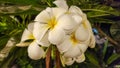 White and yellow colors Frangipani flowers in full Bloom - Frangipani tree - flower and leaf background Royalty Free Stock Photo