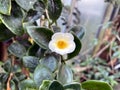 The white and yellow coloured flower